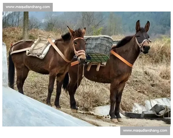 AI电竞排名算法:是骡子是马拉出来遛遛 AI电竞排名算法:是骡子是马拉出来遛遛